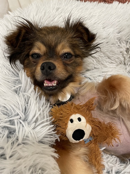 Entry image for maggie . Clicking this image will show a larger photo