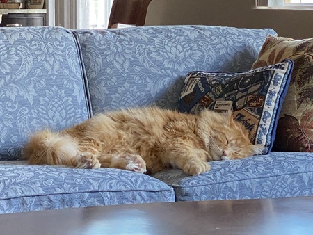 Entry image for Chester. Clicking this image will show a larger photo