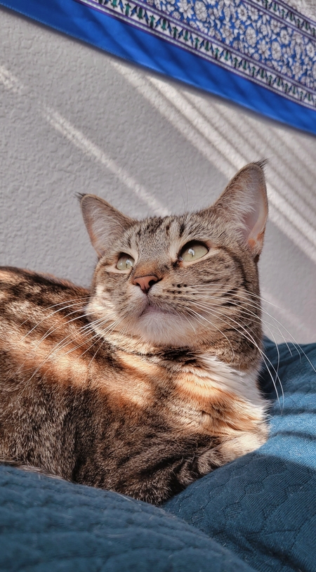 Entry image for Luna. Clicking this image will show a larger photo