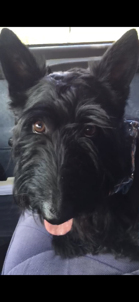 Entry image for Kirby. Clicking this image will show a larger photo