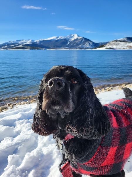 Entry image for Husker. Clicking this image will show a larger photo