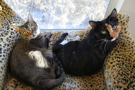 Ying (tabby-tortie. DFL name: Eve) / Yang (brown tabby. DFL name: Henry)