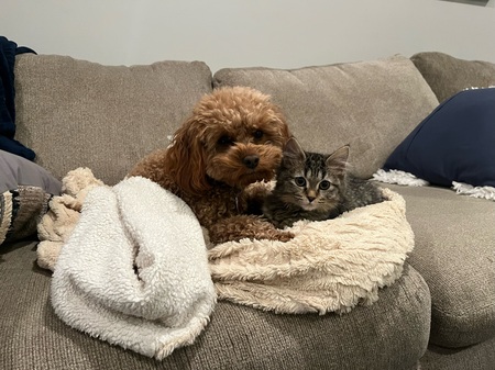 Entry image for Bear and Cleo. Clicking this image will show a larger photo