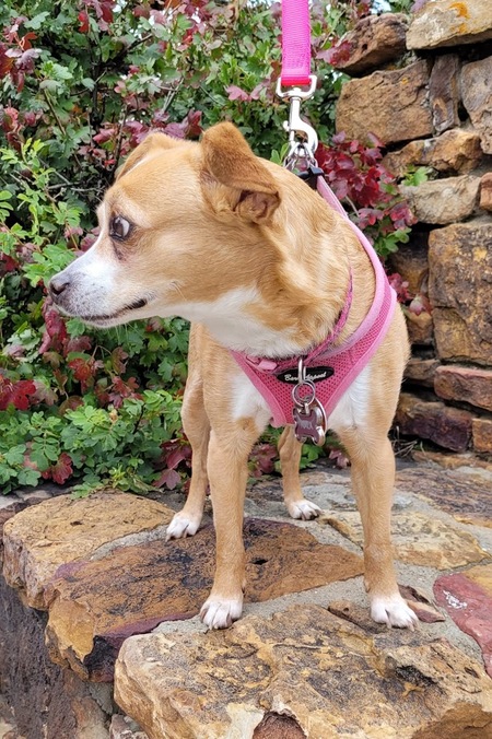 Entry image for Nala. Clicking this image will show a larger photo