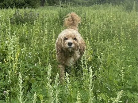 Entry image for Giorgio. Clicking this image will show a larger photo