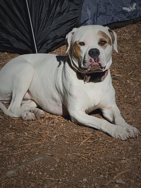 Entry image for Molly. Clicking this image will show a larger photo