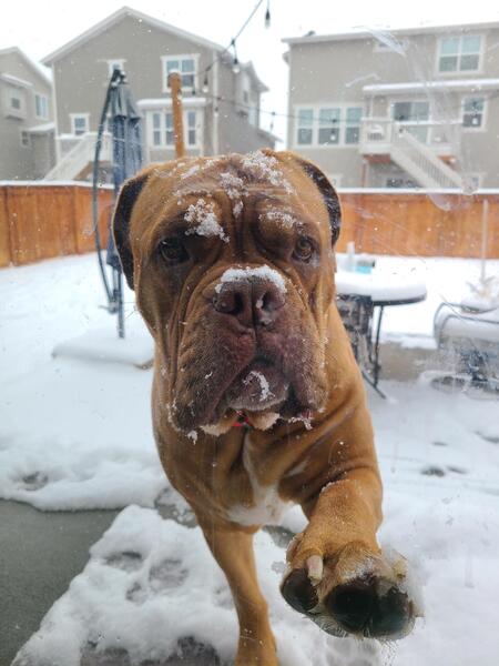 Entry image for Bella Stella Two Toez Carpenter. Clicking this image will show a larger photo