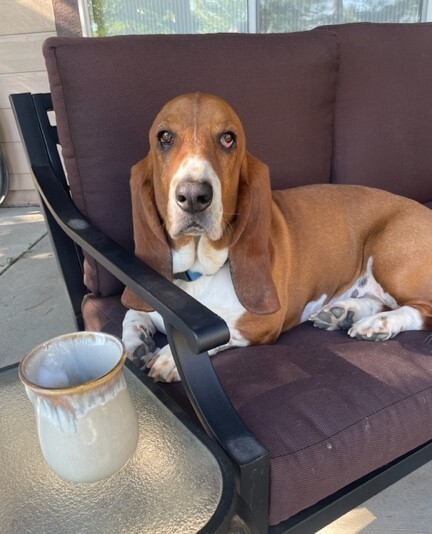 Entry image for Beau. Clicking this image will show a larger photo