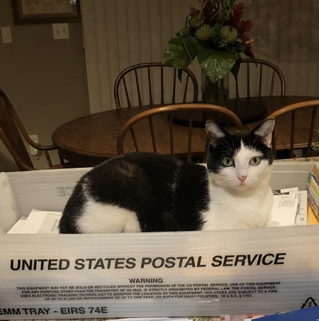 Entry image for Ali MacGraw . Clicking this image will show a larger photo