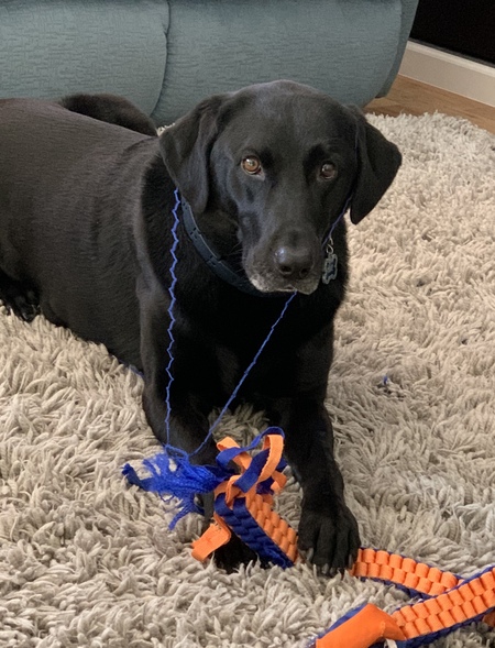 Entry image for Teke. Clicking this image will show a larger photo