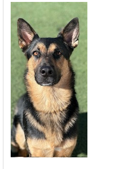 Entry image for Buddy. Clicking this image will show a larger photo