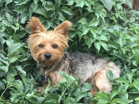 Entry image for Wicket. Clicking this image will show a larger photo