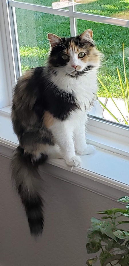 Entry image for Skalli Rae. Clicking this image will show a larger photo