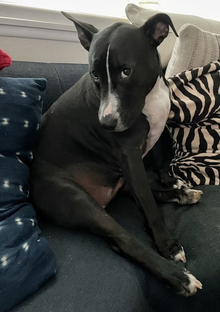 Entry image for Francesca . Clicking this image will show a larger photo