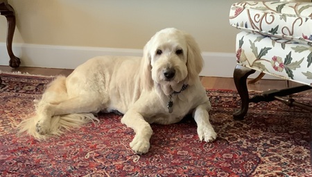 Entry image for Louie. Clicking this image will show a larger photo