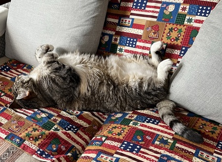 Entry image for Stripey. Clicking this image will show a larger photo