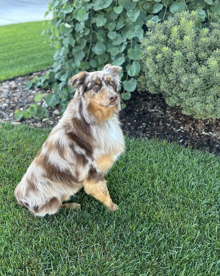 Entry image for Rhett. Clicking this image will show a larger photo