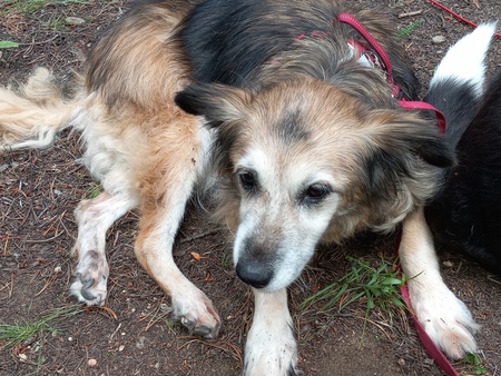 Entry image for Fancy. Clicking this image will show a larger photo