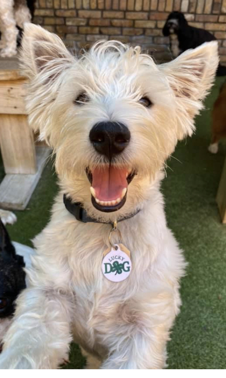 Entry image for Lamar . Clicking this image will show a larger photo