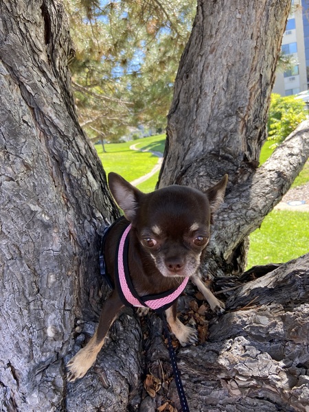 Entry image for Pepper. Clicking this image will show a larger photo