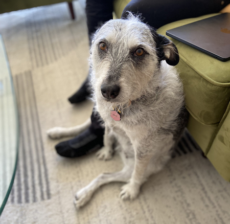 Entry image for Pearl. Clicking this image will show a larger photo