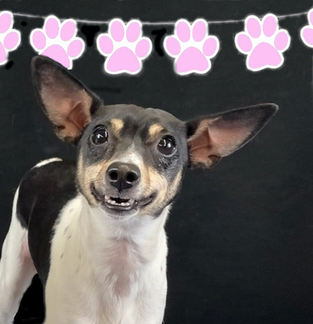 Entry image for Daisy. Clicking this image will show a larger photo