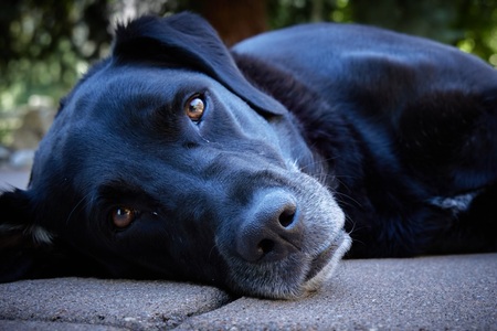 Entry image for Rockie Girl. Clicking this image will show a larger photo