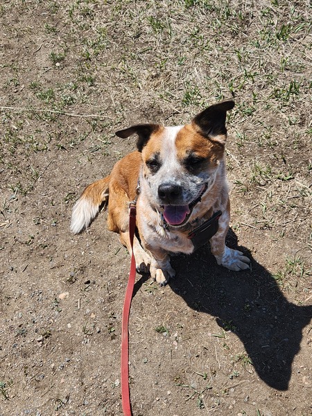 Entry image for Starky. Clicking this image will show a larger photo