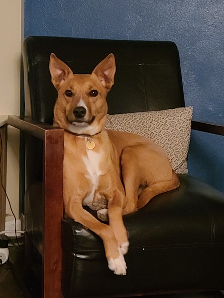 Entry image for Fynn. Clicking this image will show a larger photo