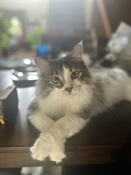 Entry image for Lenny. Clicking this image will show a larger photo