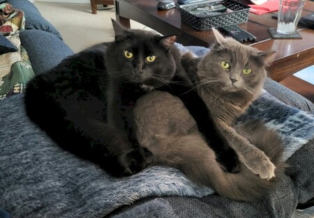 Entry image for Prince and Graycie. Clicking this image will show a larger photo