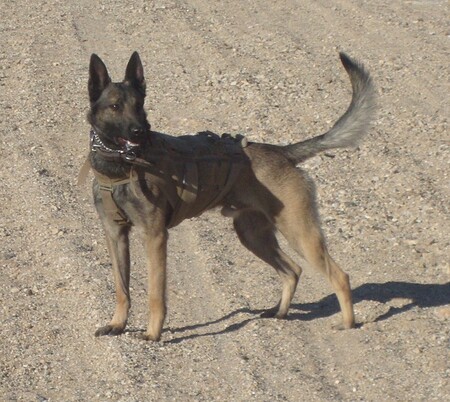 Entry image for Flex. Clicking this image will show a larger photo