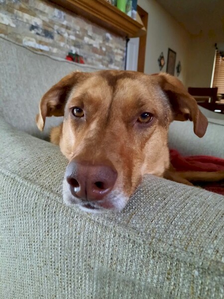 Entry image for Penny. Clicking this image will show a larger photo