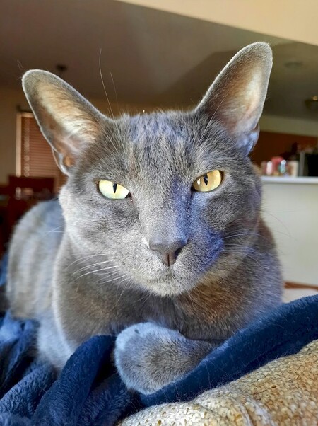 Entry image for Bernie. Clicking this image will show a larger photo