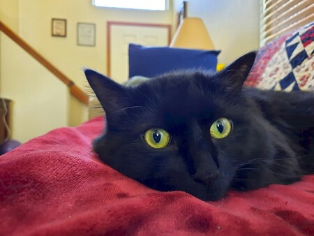 Entry image for TooToo. Clicking this image will show a larger photo