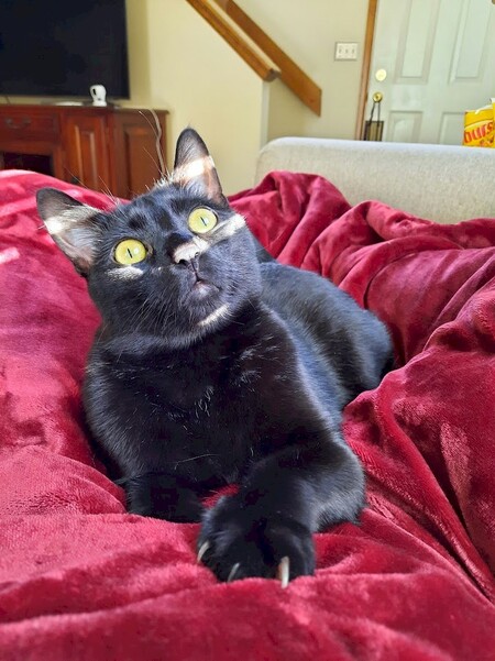 Entry image for Falci. Clicking this image will show a larger photo