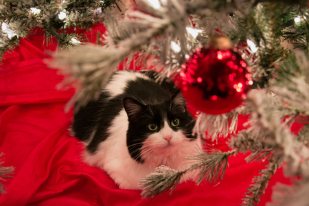 Entry image for Buster. Clicking this image will show a larger photo