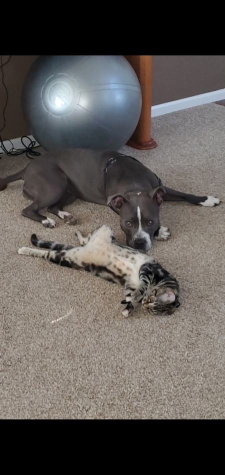 Entry image for Luna Lu (dog) & Roxy Roo. Clicking this image will show a larger photo