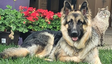 Entry image for Boomer (Boo). Clicking this image will show a larger photo