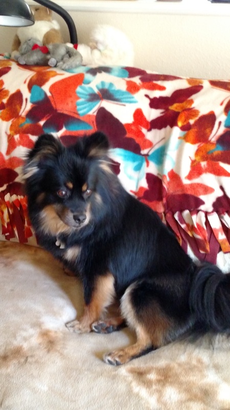 Entry image for Yoda. Clicking this image will show a larger photo