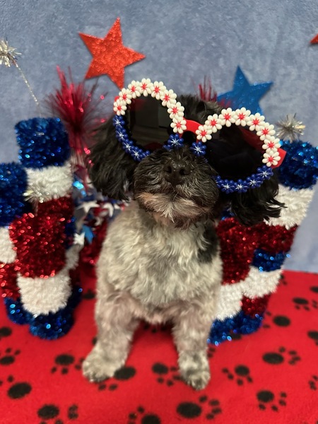 Entry image for DAKINI. Clicking this image will show a larger photo