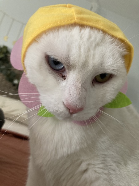 Entry image for Snow. Clicking this image will show a larger photo