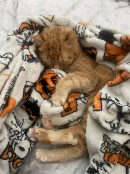 Entry image for Dezmond. Clicking this image will show a larger photo