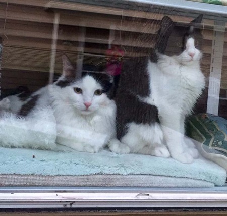 Entry image for Charlie and Dickens . Clicking this image will show a larger photo