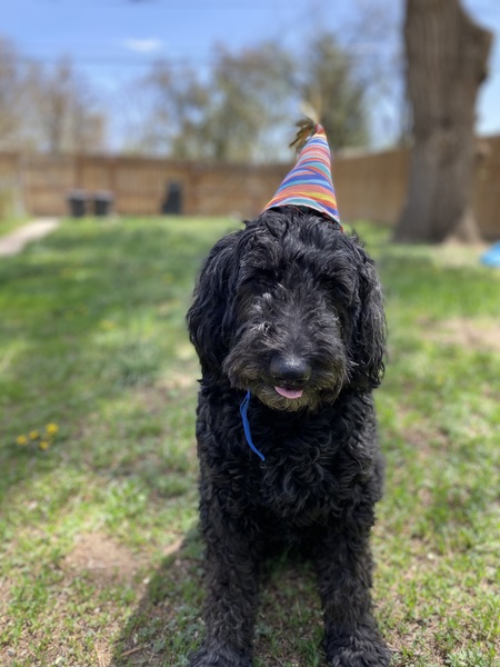 Entry image for Lilly. Clicking this image will show a larger photo