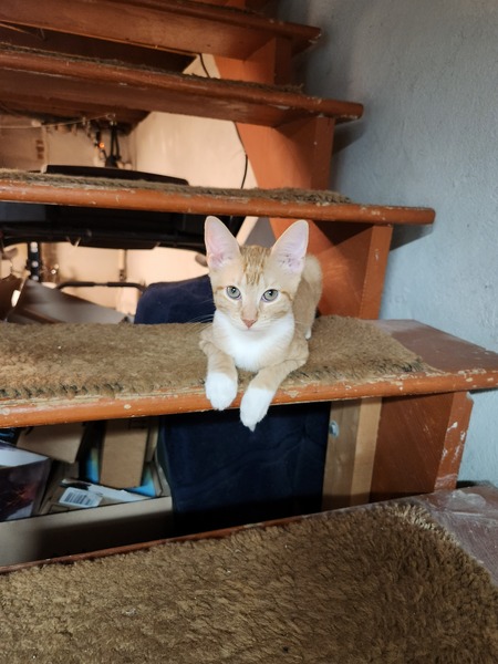 Peanut