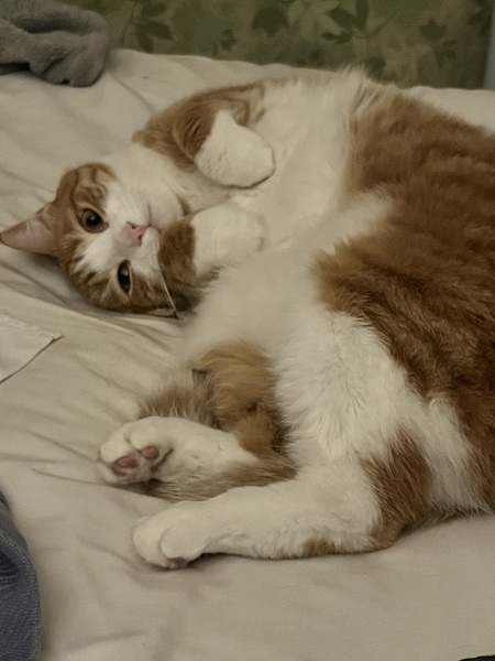 Sweet Potato 