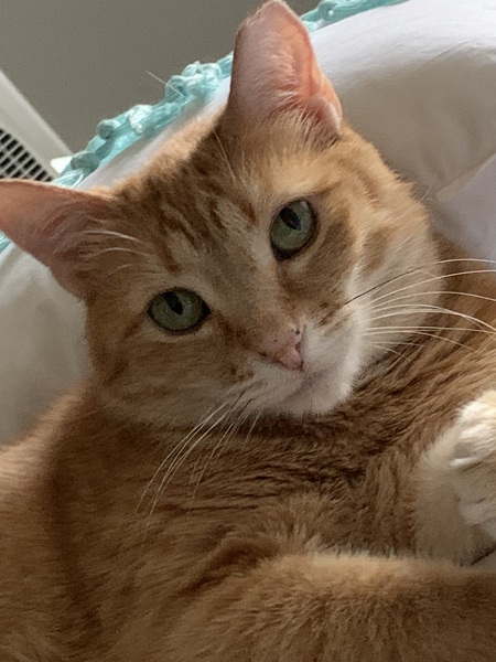Loki