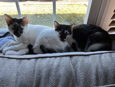 Shushy and Kimba