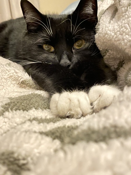 Figaro